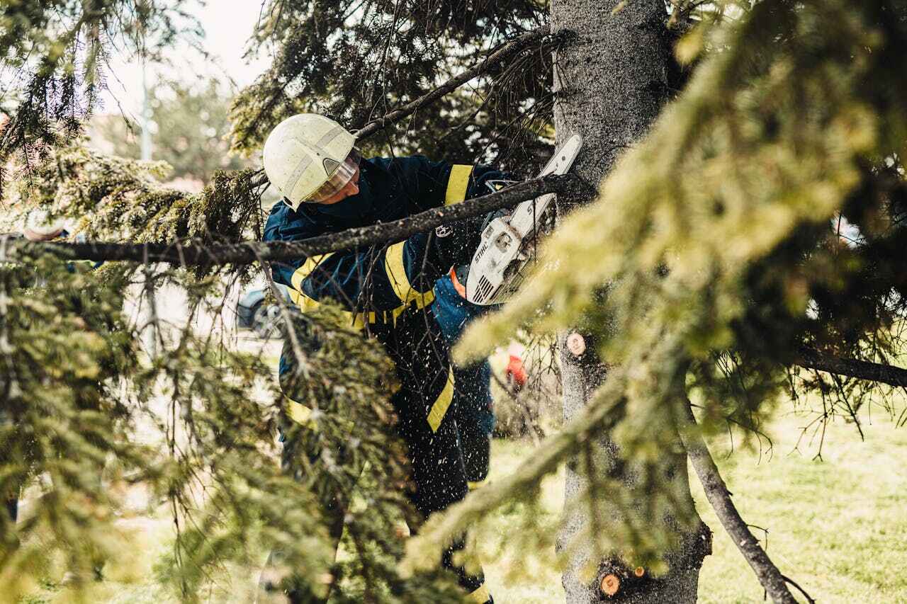 Dead Tree Removal in Uvalde Estates, TX